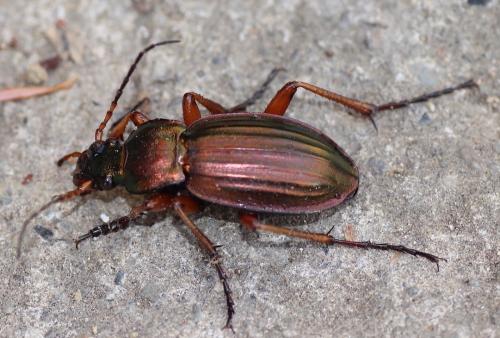 Carabus auratus
